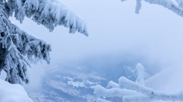 Tranquil winter scene with snow-laden trees in a mountainous landscape.