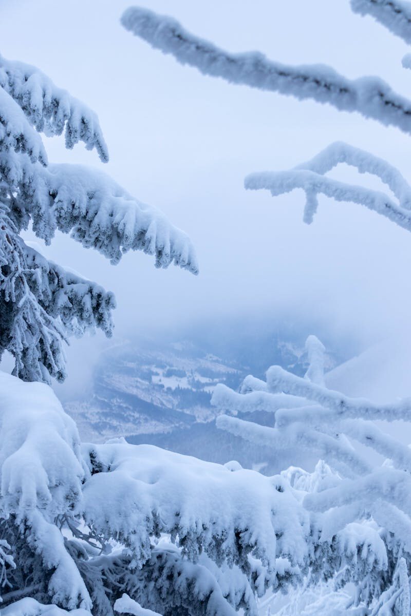 Tranquil winter scene with snow-laden trees in a mountainous landscape.
