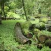 Moss-covered logs in a dense, vibrant forest setting during the day.