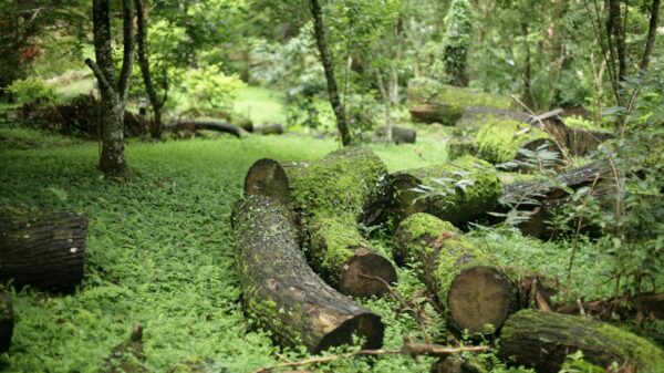 Moss-covered logs in a dense, vibrant forest setting during the day.