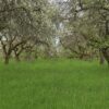 Scenic view of a lush apple orchard in bloom during springtime in Aizpute, Latvia.