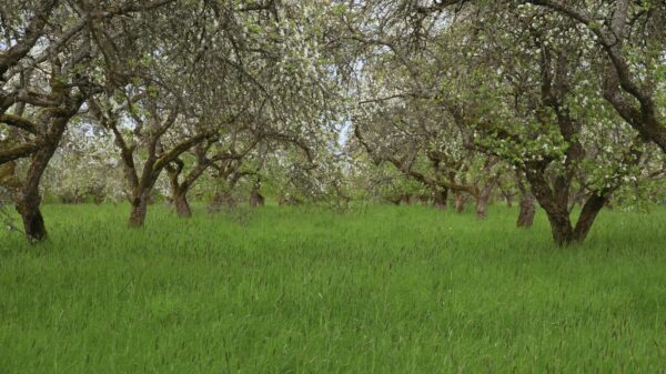 Scenic view of a lush apple orchard in bloom during springtime in Aizpute, Latvia.