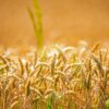 Close-up of golden wheat ears in a sunlit field, capturing the essence of summer in rural Bavaria.