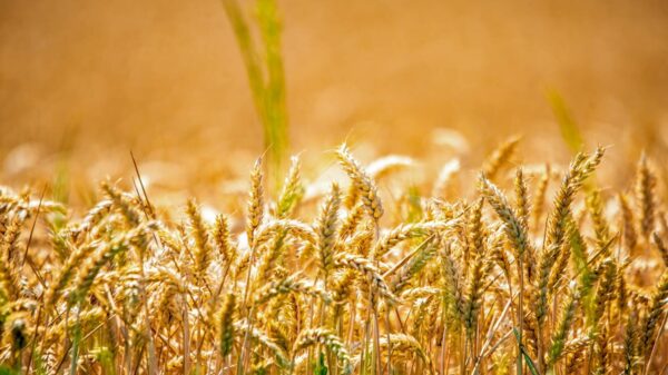Close-up of golden wheat ears in a sunlit field, capturing the essence of summer in rural Bavaria.