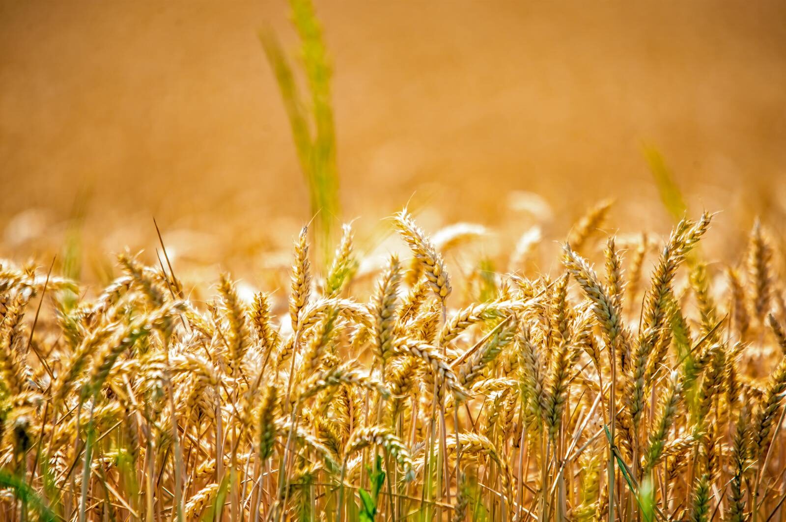 Close-up of golden wheat ears in a sunlit field, capturing the essence of summer in rural Bavaria.