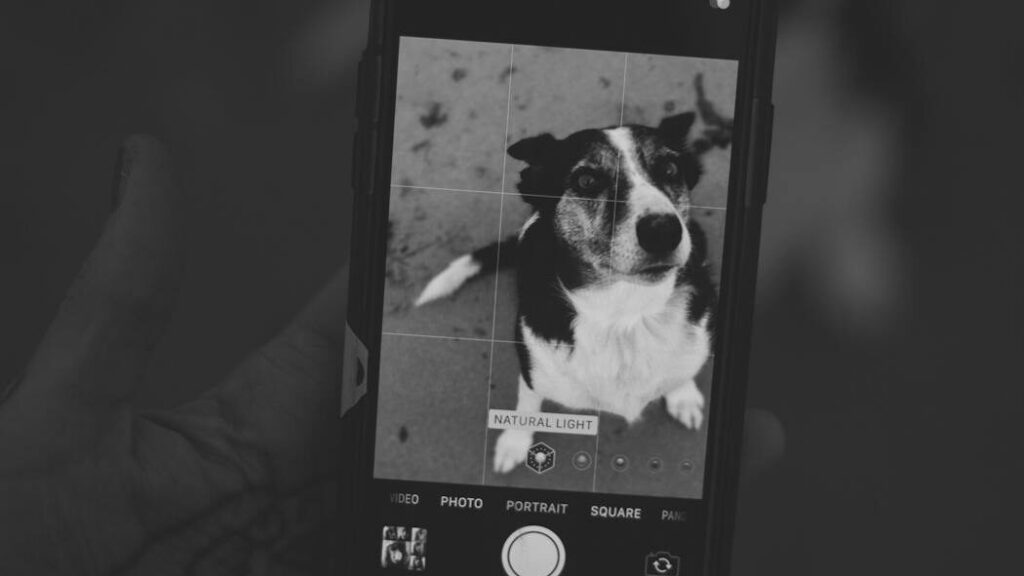 Black and white image of a dog displayed on smartphone held in hand.