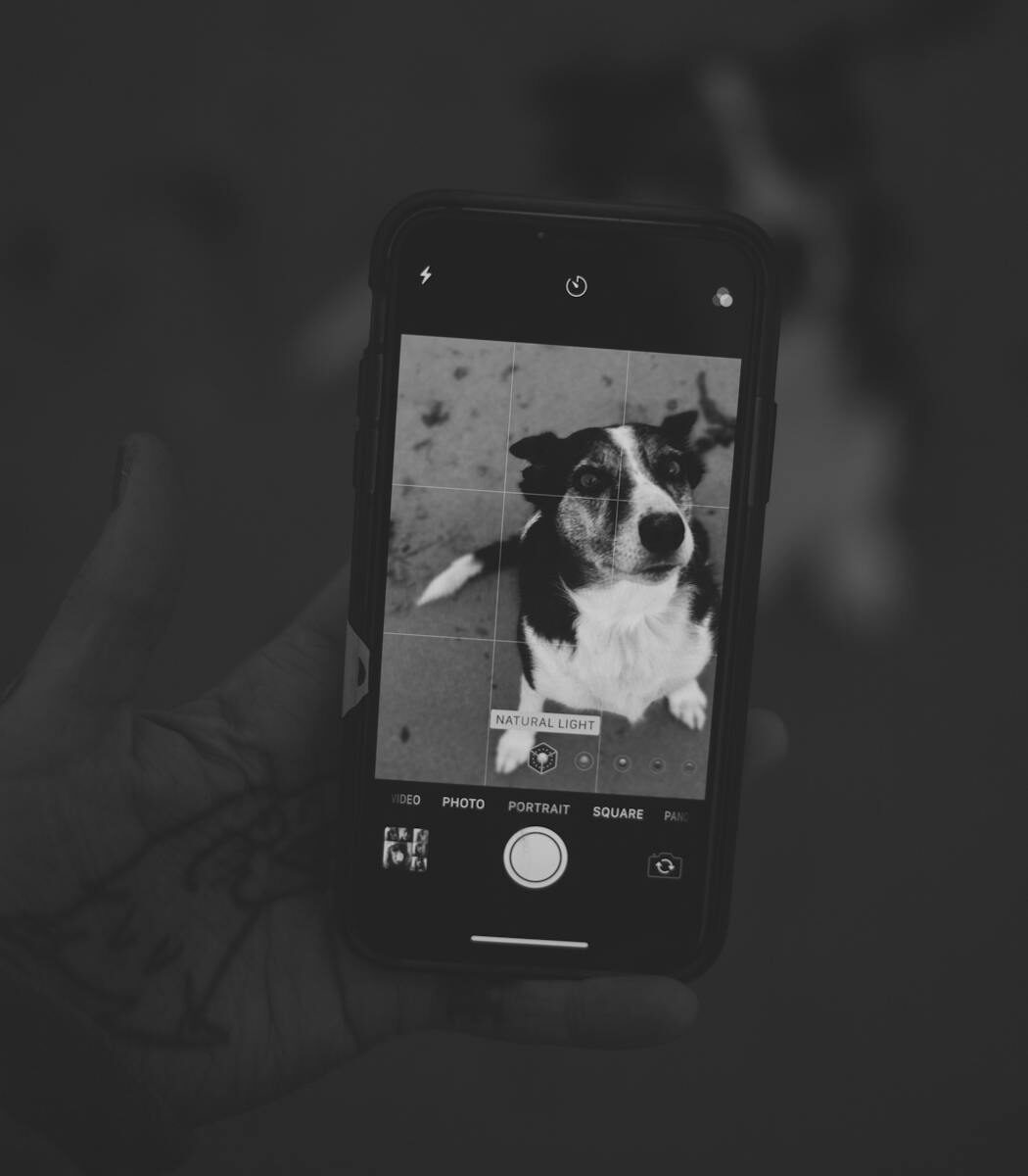 Black and white image of a dog displayed on smartphone held in hand.