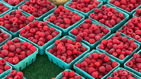 Abundant raspberry baskets at a local outdoor market, vibrant red and ready to savor.