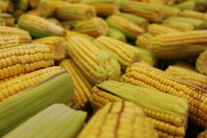 A close-up view of multiple fresh corn cobs in their husks, showcasing a bountiful harvest.