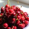 A pile of glistening red cherries with stems on a white plate, in natural sunlight.