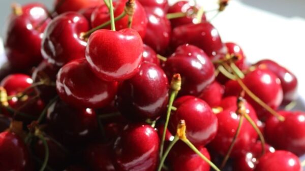 A pile of glistening red cherries with stems on a white plate, in natural sunlight.