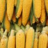Close-up of abundant yellow corncobs stacked together as a symbol of a successful harvest.