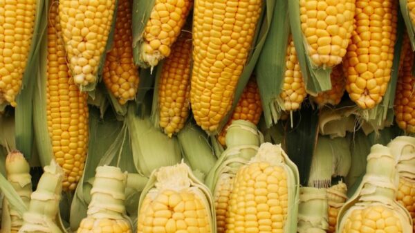 Close-up of abundant yellow corncobs stacked together as a symbol of a successful harvest.