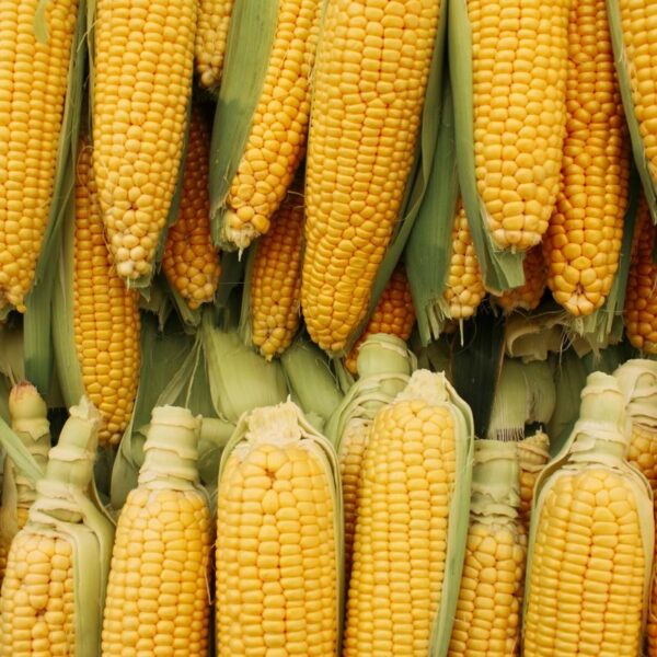 Close-up of abundant yellow corncobs stacked together as a symbol of a successful harvest.