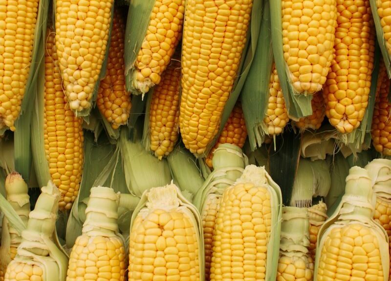 Close-up of abundant yellow corncobs stacked together as a symbol of a successful harvest.