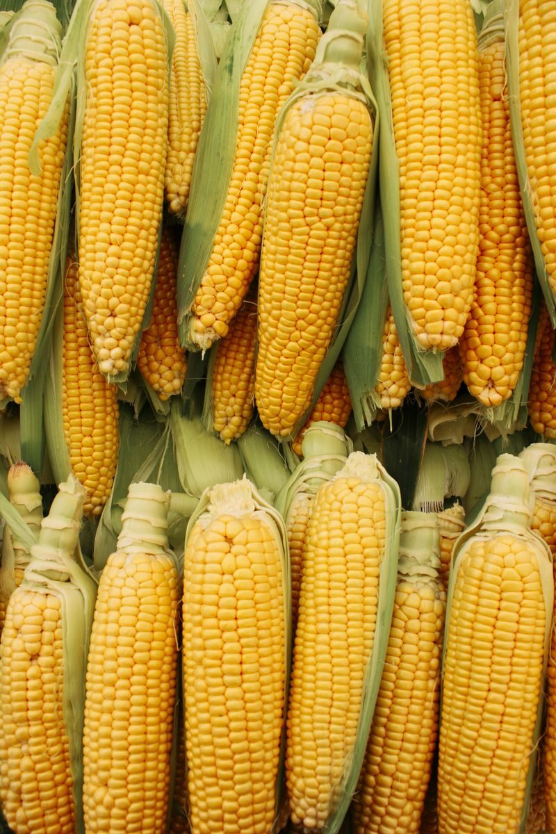 Close-up of abundant yellow corncobs stacked together as a symbol of a successful harvest.