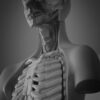 Black and white photo of a human anatomical model, perfect for medical studies.