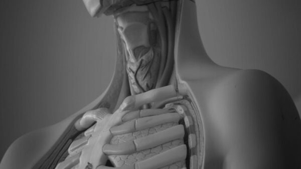Black and white photo of a human anatomical model, perfect for medical studies.