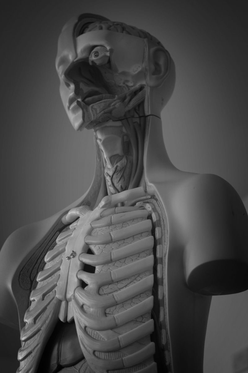 Black and white photo of a human anatomical model, perfect for medical studies.