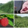 maline, branje malina