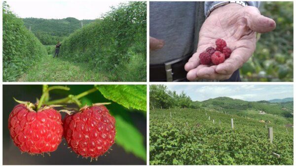 maline, branje malina