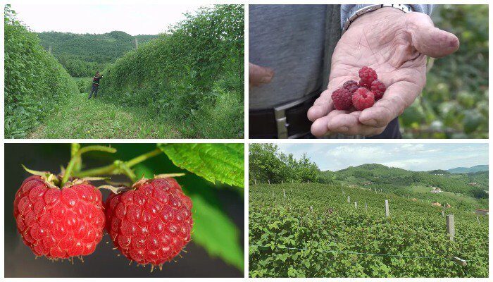 maline, branje malina
