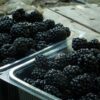 Close-up of ripe blackberries in clear plastic containers on a rustic surface.