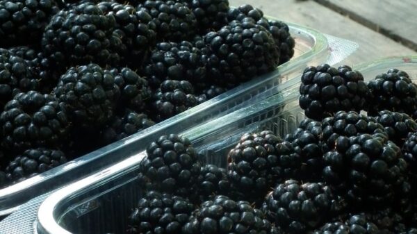 Close-up of ripe blackberries in clear plastic containers on a rustic surface.