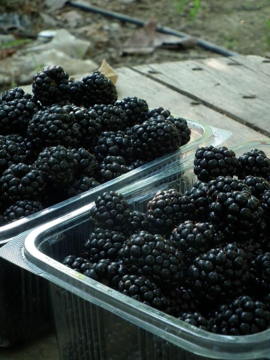 Close-up of ripe blackberries in clear plastic containers on a rustic surface.