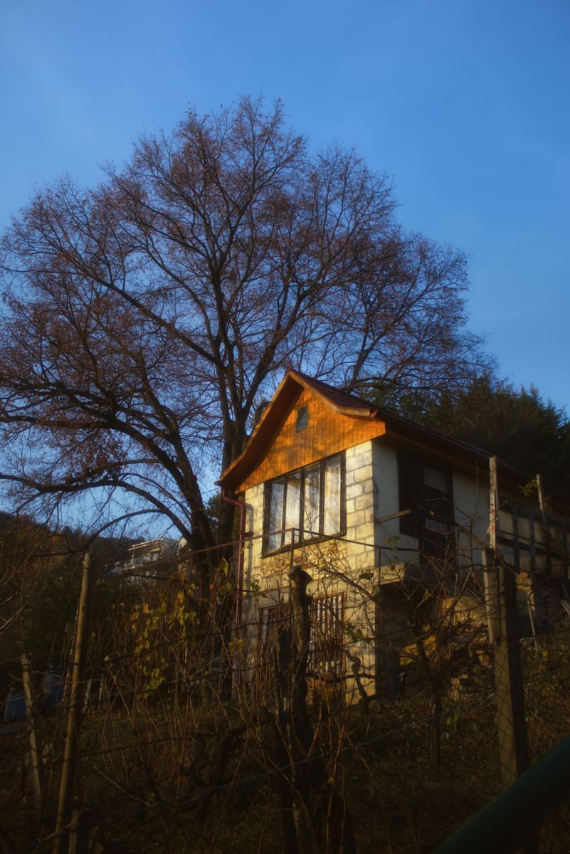 A rustic house with an orange roof sits under a large tree against a vivid blue sky.