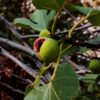red and green round fruit