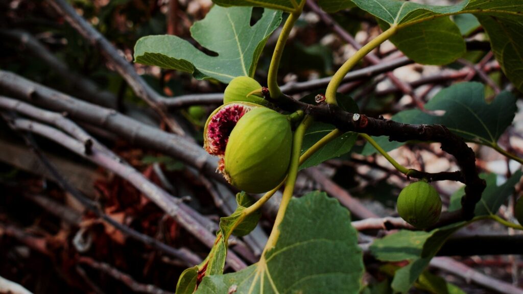 red and green round fruit