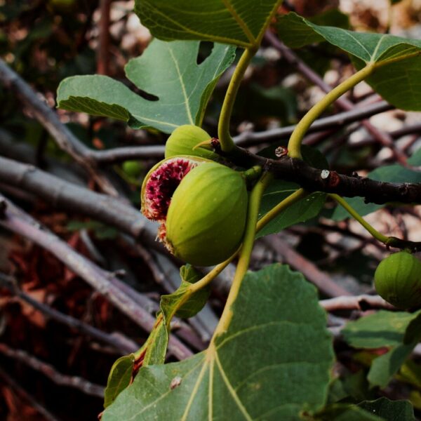 red and green round fruit