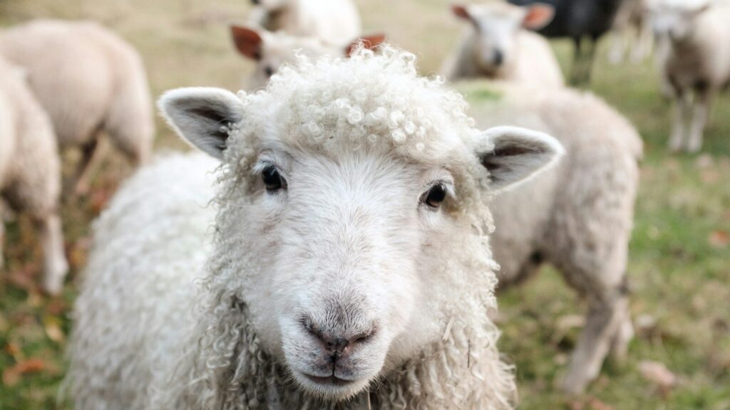 white sheep on green grass during daytime