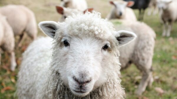 white sheep on green grass during daytime
