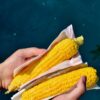 Two hands holding fresh yellow corn cobs wrapped, set against a vibrant blue background.