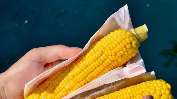 Two hands holding fresh yellow corn cobs wrapped, set against a vibrant blue background.