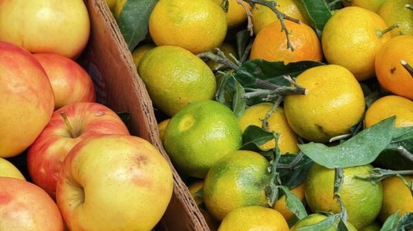 Vibrant display of fresh apples and citrus fruits at a market stall in Berlin, Germany.