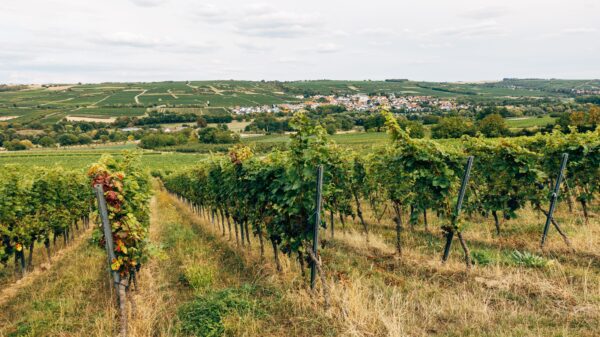 Plac pored vinarije Šapat u Starom Slankamenu na prodaju za 370.000 evra
