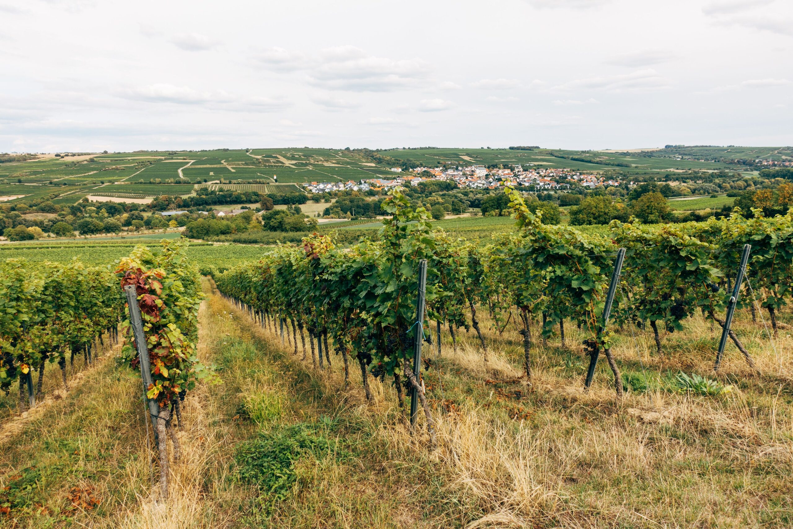 Plac pored vinarije Šapat u Starom Slankamenu na prodaju za 370.000 evra