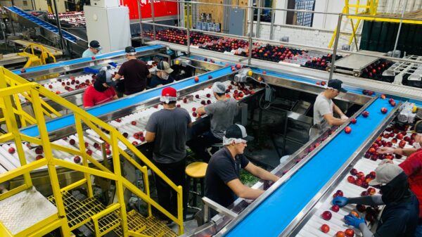 Prerada voća i povrća u Srbiji beleži rast, 1.652 firme aktivne u sektoru