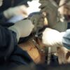 Team of surgeons executing a delicate surgical procedure in an operating room.