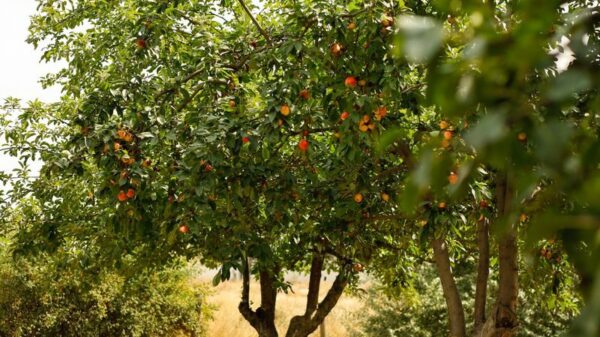 Beautiful orchard scene with fruit trees bearing colorful produce under the summer sun.