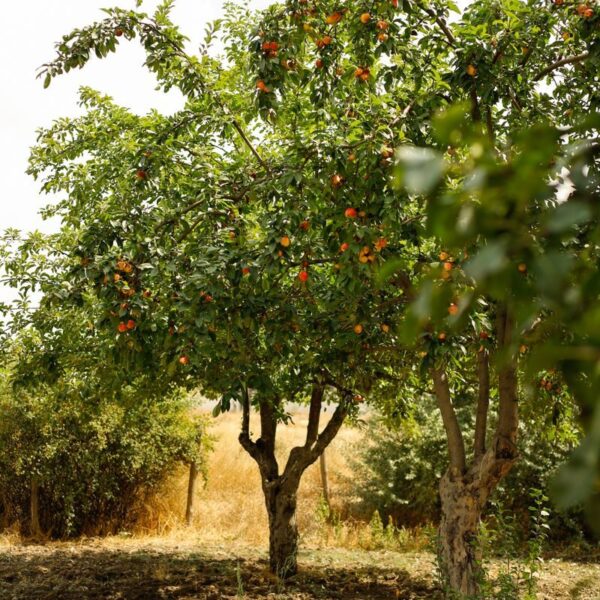 Beautiful orchard scene with fruit trees bearing colorful produce under the summer sun.