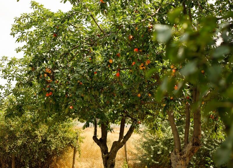 Beautiful orchard scene with fruit trees bearing colorful produce under the summer sun.