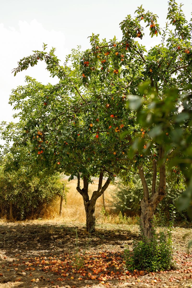 Beautiful orchard scene with fruit trees bearing colorful produce under the summer sun.