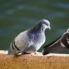 Close-up of pigeons perching on a wall with selective focus.
