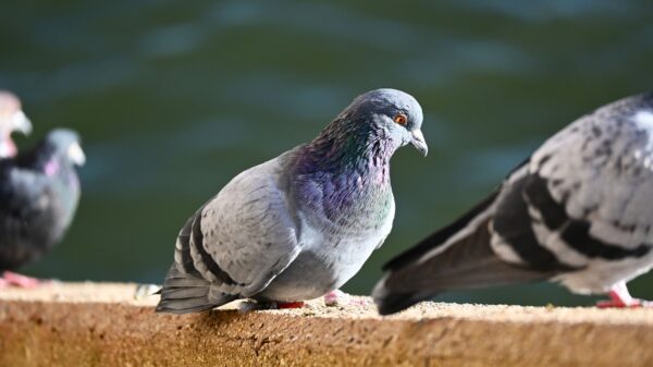 Close-up of pigeons perching on a wall with selective focus.