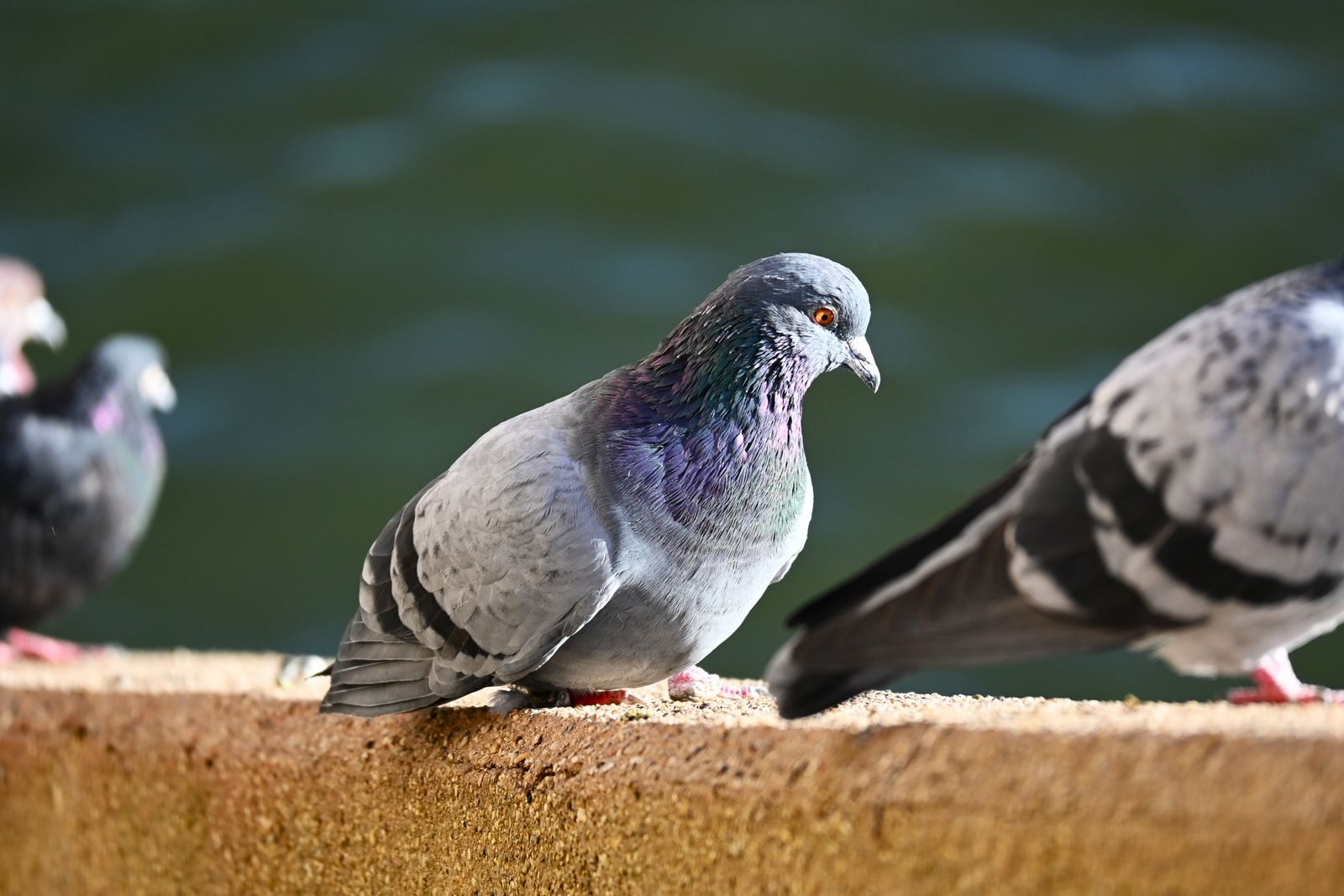 Close-up of pigeons perching on a wall with selective focus.