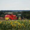 Žetva suncokreta u Banatu: Prerano sazrevanje umanjilo prinos u regionu